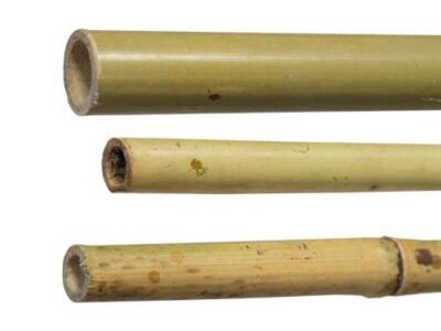 25 PZ CANNE CANNA DI BAMBOO PALI PALETTI TUTORE H.0 CM SPESSORE  20/22