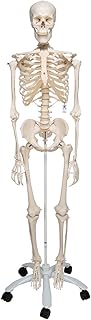 3B Scientific A10 Scheletro su Cavalletto in Metallo con 5 Rotelle + software gratuito di anatomia - 3B Smart Anatomy