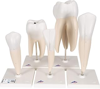 3B Scientific D10 Serie di Denti, 5 Modelli + software gratuito di anatomia - 3B Smart Anatomy
