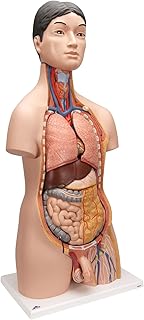 3B Scientific B32/4 Torso Bisessuato Giapponese, in 18 Parti + software gratuito di anatomia - 3B Smart Anatomy
