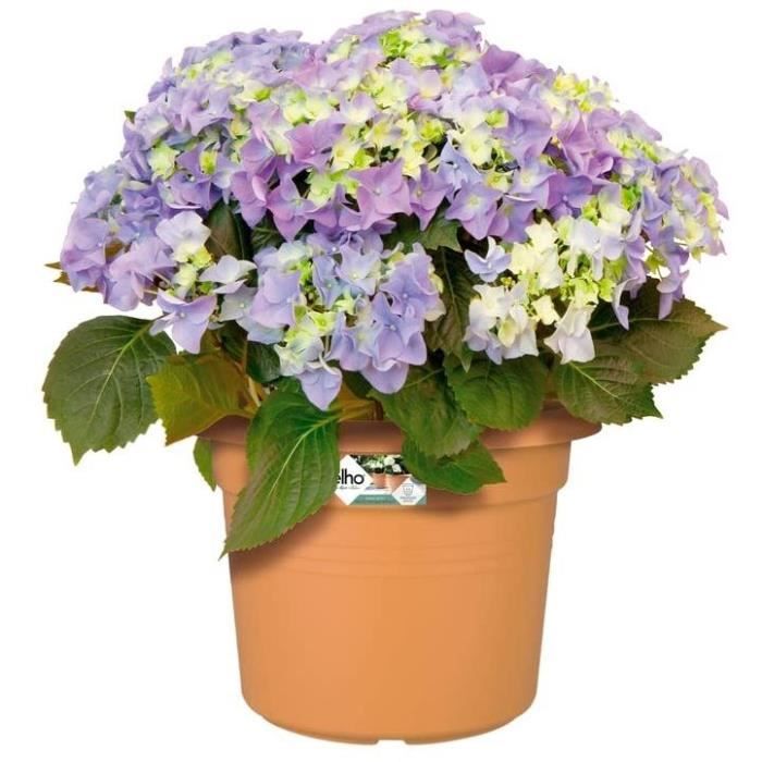 VIBE POTTO FOWER ROULD - Plastica - 30 - POLLA POLVERE
