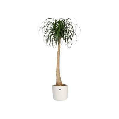 Vaso da fiori ELHO B.for Soft Round 35 - Bianco -  35 x H 32 cm - interno - 100% riciclato