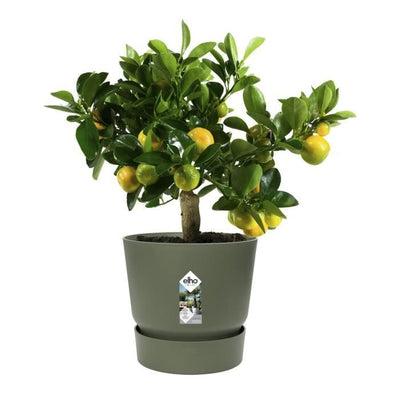 Vaso per fiori rotondo ELHO Greenville 25 - Esterno -  24,48 x H 23,31 cm - Verde foglia