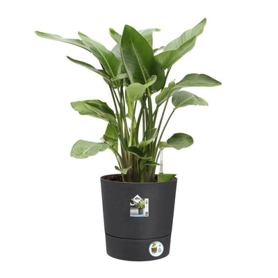 Elho Greensense Aqua Care Round 43 - Grigio -  43 x H 43 cm - interno/esterno - 100% riciclato