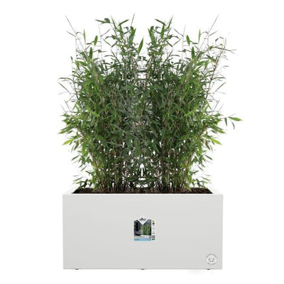 Elho Vivo Next Long 60 Fioriera - Bianco - L 59 x P 30 x H 29 cm - interno/esterno - 100% riciclato