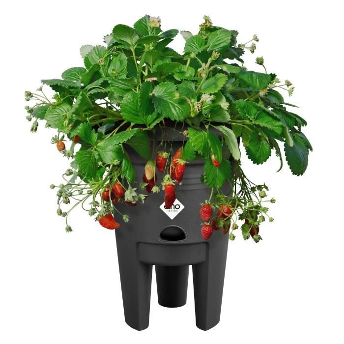 ELHO Green Basics Vaso per fragole 33 - Nero -  33 x H 42 cm - coltivazione e raccolta all&