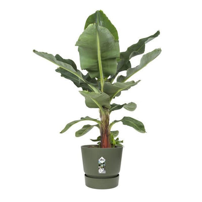Vaso da fiori rotondo ELHO Greenville 55 - Verde -  55 x H 50 cm - da esterno - 100% riciclato