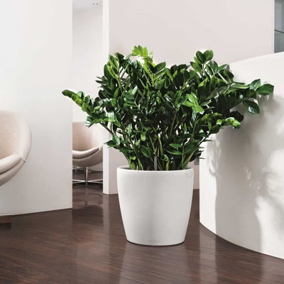 LECHUZA Jardiniere Classico Colore 43 ALL-IN-ONE Bianco 13230