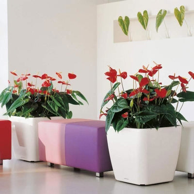 Vaso da fiori - LEC - Quadro Premium LS 50 - nero lucido - con riserva d'acqua - 50 x 50 x 46,5 cm