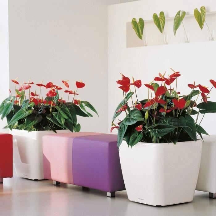 Vaso da fiori - LEC - Quadro Premium LS 50 - nero lucido - con riserva d&