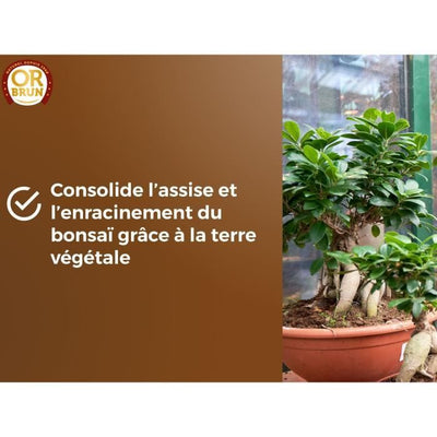 Terriccio per bonsai - BROWN GOLD - OBRTBON6U - 6L - Migliore radicazione
