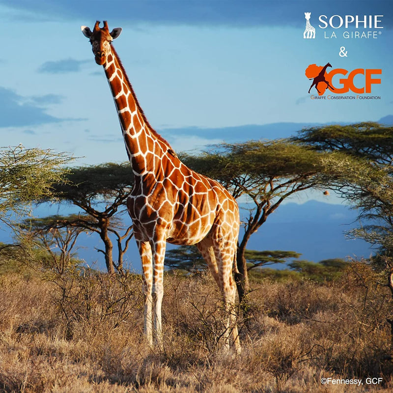 Cofanetto Sophie La Giraffa X GCF (Giraffe Conservation Foundation)