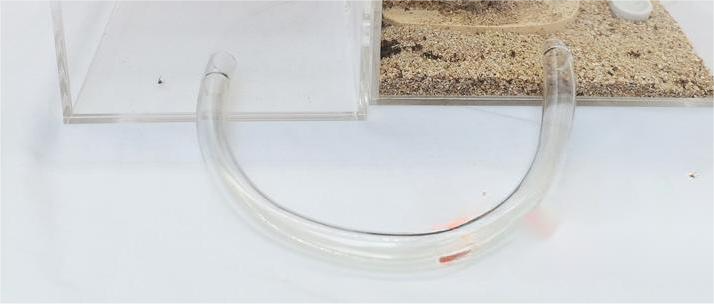 The Ant Nest Is Connected With An Acrylic Activity Box