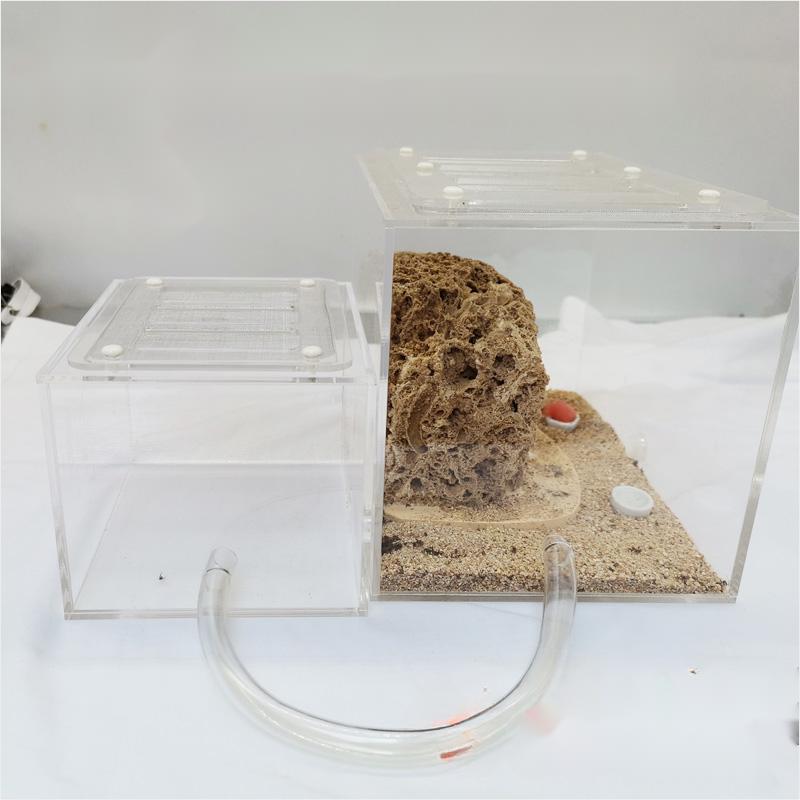 The Ant Nest Is Connected With An Acrylic Activity Box