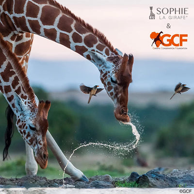 Cofanetto Sophie La Giraffa X GCF (Giraffe Conservation Foundation)