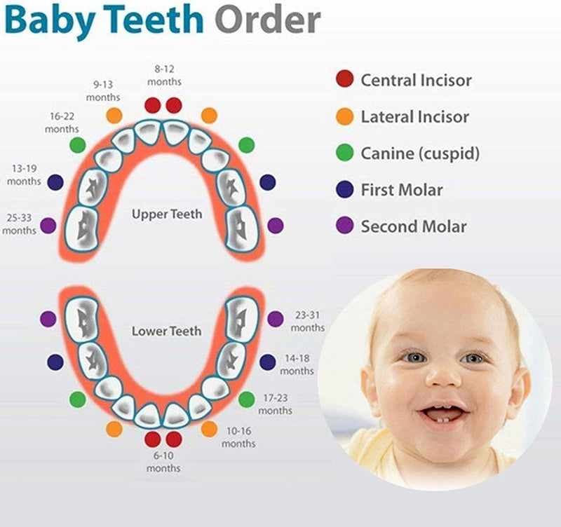 Scatola per Denti Da Latte[Ragazzi],Realizzata a Mano in Legno Durevole Denti Box Decidui Salva Ricordi Di Ragazzi[Versione Italiana]